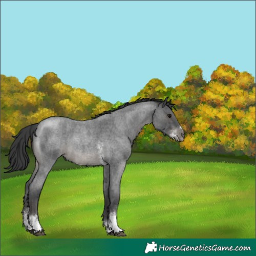 Horse Color:Blue Roan Sabino 