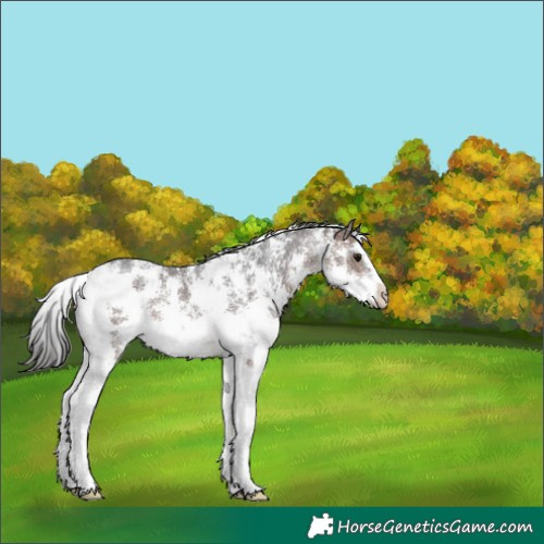 Horse Color:Brown Sabino 