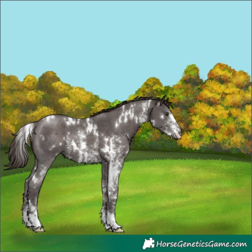 Horse Color:White Spotted Liver Chestnut Sabino 