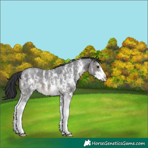 Horse Color:Brown Sabino 