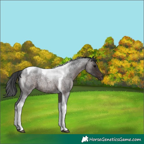 Horse Color:Brown Roan Tobiano 