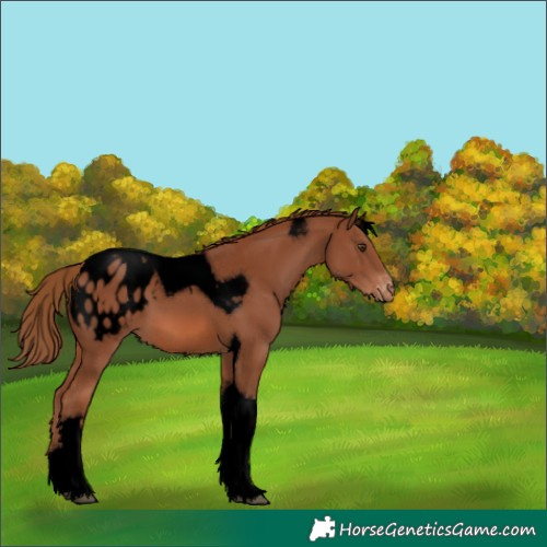 Horse Color:Void Chestnut Tobiano Appaloosa 