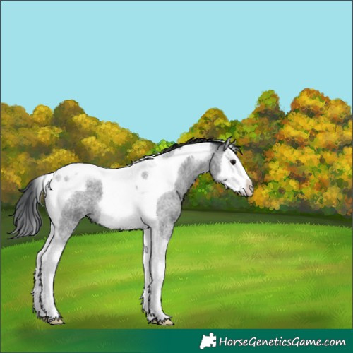 Horse Color:Blue Roan Splash Tobiano 