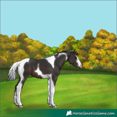 Horse Color:Brown Tobiano 