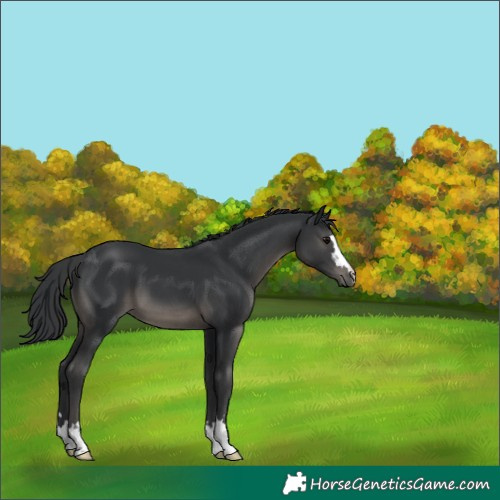 Horse Color:Black 