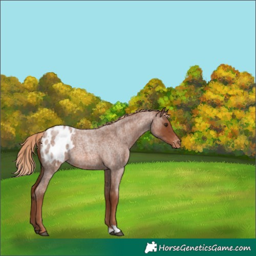 Horse Color:Red Roan Appaloosa 