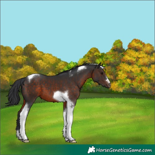 Horse Color:Brown Tobiano 