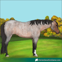 Horse Color:Brown Roan