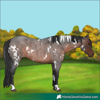 Horse Color:White Spotted Brown Roan Rabicano 