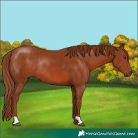 Horse Color:Chestnut Rabicano 