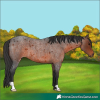 Horse Color:Brown Roan 