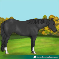 Horse Color:Black 