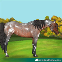 Horse Color:White Spotted Brown Roan