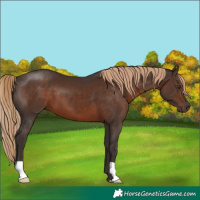 Horse Color:Liver Chestnut 