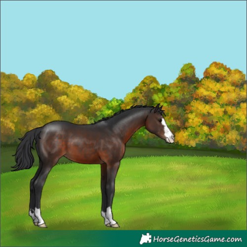 Horse Color:Brown 