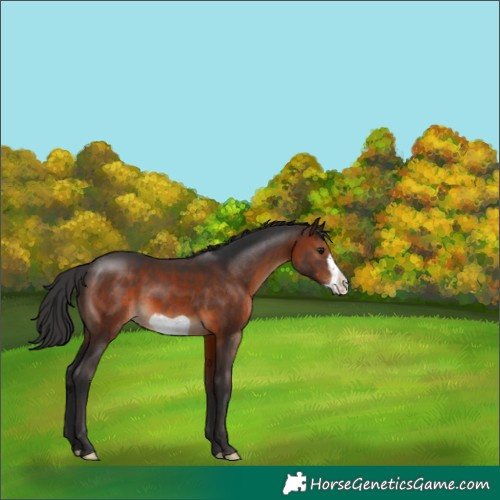Horse Color:Brown Frame 