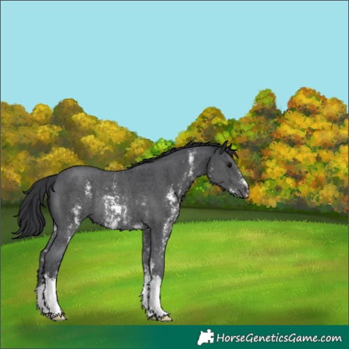 Horse Color:Black Sabino Rabicano 