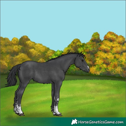 Horse Color:Black Sabino Rabicano 