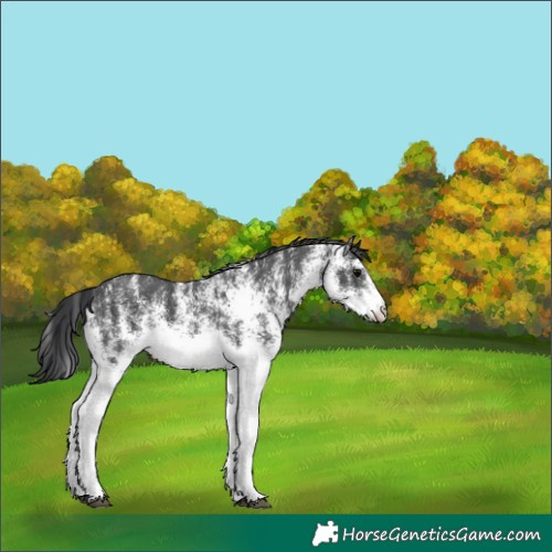 Horse Color:White Spotted Black 