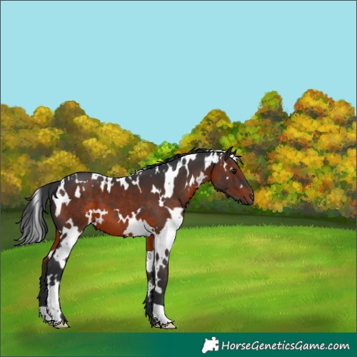 Horse Color:White Spotted Brown 