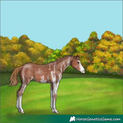 Horse Color:White Spotted Chestnut 