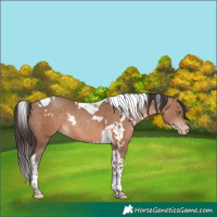 Horse Color:White Spotted Sable Champagne Tobiano Rabicano