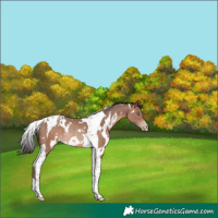 Horse Color:White Spotted Sable Champagne Tobiano Rabicano 