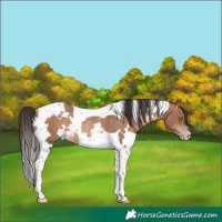 Horse Color:White Spotted Sable Champagne Tobiano Rabicano