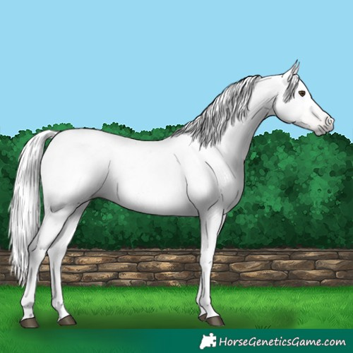 Horse Color:Gray Palomino Roan 