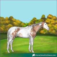 Horse Color:White Spotted Silver Sable Champagne Splash Tobiano Rabicano