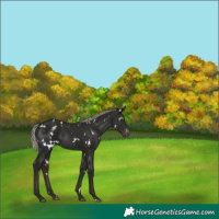 Horse Color:Gray White Spotted Silver Black Appaloosa Rabicano