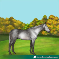 Horse Color:Gray Silver Black 