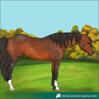 Horse Color:Bay 