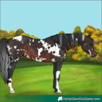 Horse Color:White Spotted Brown 