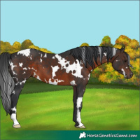Horse Color:White Spotted Brown 