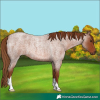 Horse Color:Red Roan 