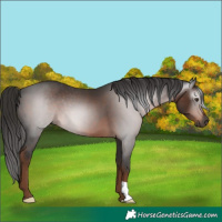 Horse Color:Gray Liver Chestnut