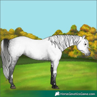 Horse Color:Gray White Spotted Black Rabicano 