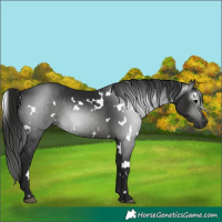 Horse Color:Gray White Spotted Black Rabicano 