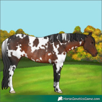 Horse Color:White Spotted Brown Rabicano 