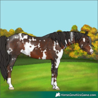Horse Color:White Spotted Liver Chestnut 