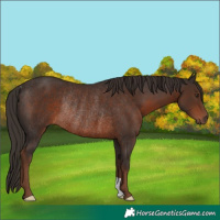 Horse Color:Liver Chestnut Rabicano 