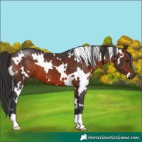 Horse Color:White Spotted Brown 