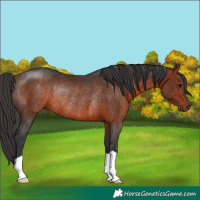 Horse Color:Bay Rabicano 