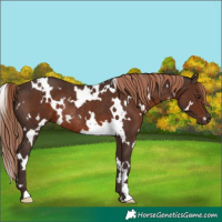 Horse Color:White Spotted Liver Chestnut Rabicano 