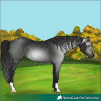 Horse Color:Gray Black 
