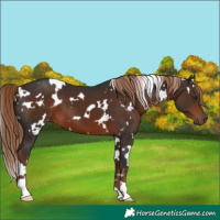 Horse Color:White Spotted Liver Chestnut 