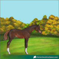 Horse Color:Liver Chestnut 