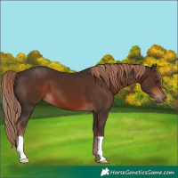 Horse Color:Liver Chestnut