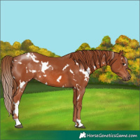Horse Color:White Spotted Chestnut Rabicano
